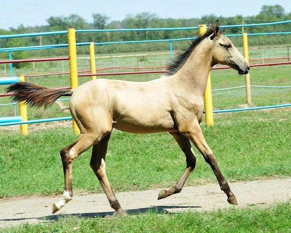 horse Ginea (Akhal-Teke, 2012, from Gazanch)