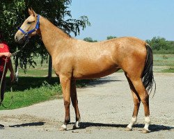 broodmare Gastrol (Akhal-Teke, 2011, from Melebaidak)