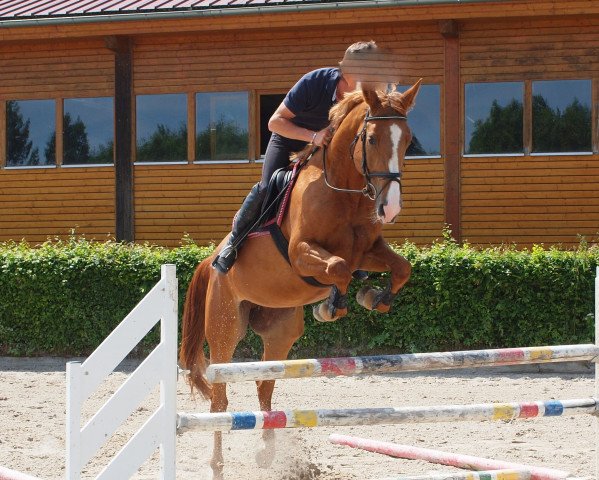 Springpferd Cera (Deutsches Sportpferd, 2008, von Champion For Pleasure)