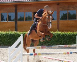 jumper Cera (German Sport Horse, 2008, from Champion For Pleasure)