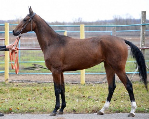 Pferd Artakama (Achal Tekkiner, 2011, von Murgab)