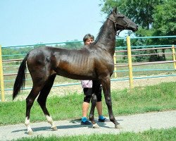 horse Yazaman (Akhal-Teke, 2012, from Murgab)