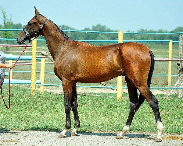 horse Parlan (Akhal-Teke, 2012, from Shakhid)