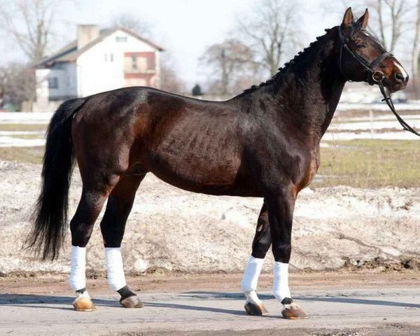 stallion Vittorio (polish noble half-breed, 1995, from Rosey)