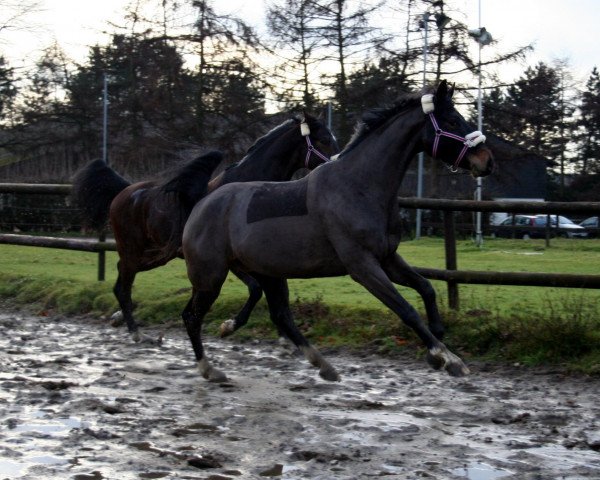 dressage horse Feiner Fiffikus (Hanoverian, 2007, from Fürst Grandios)