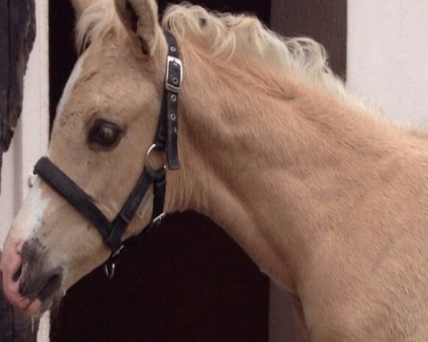 dressage horse Kabalou de la luz (Pura Raza Espanola (PRE), 2013, from Hosco de la Luz)