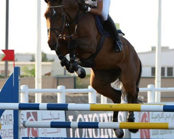 broodmare Cantara Fbh (Holsteiner, 2005, from Clearway)