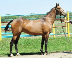 broodmare Zaseka (Akhal-Teke, 2002, from Orlan)