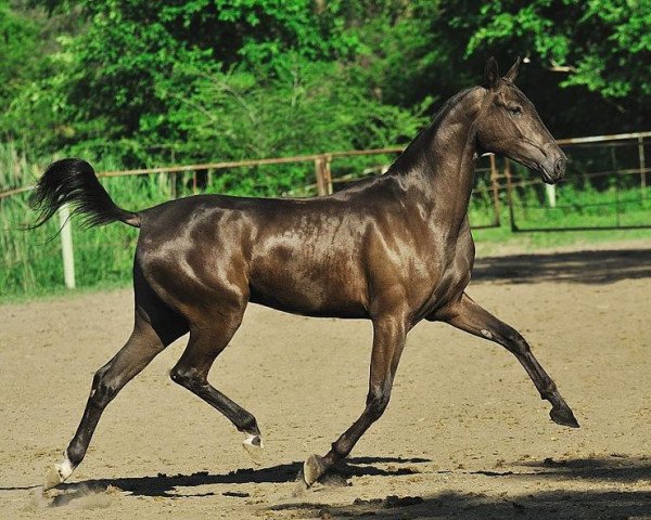 broodmare Zamena (Akhal-Teke, 2009, from Murgab)