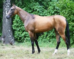 broodmare Yaselda (Akhal-Teke, 2004, from Orlan)