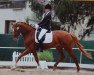 dressage horse Beat Girl (Westphalian, 2008, from Harmony's Baroncelli)