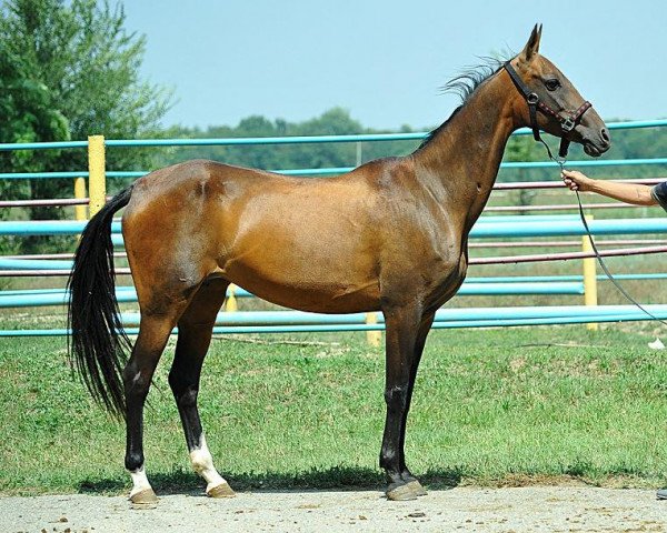 broodmare Yangyn (Akhal-Teke, 2003, from Orlan)