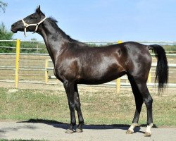 broodmare Yagma (Akhal-Teke, 1999, from Orlan)