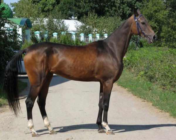 broodmare Rukhly (Akhal-Teke, 2006, from Orlan)