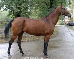 stallion Rugia (Akhal-Teke, 1995, from Gaisan 7)