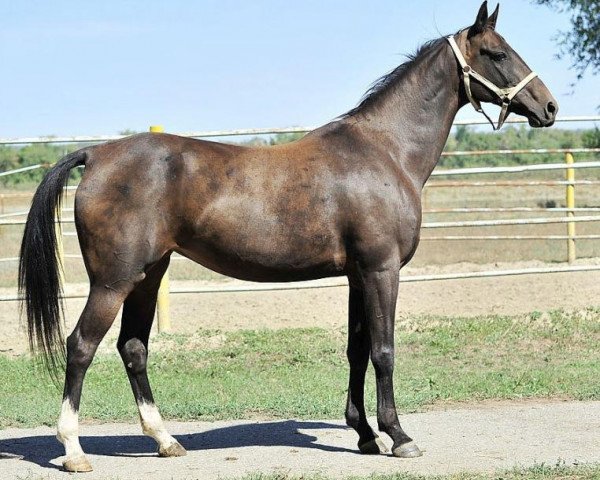 broodmare Rosinka (Akhal-Teke, 2001, from Orlan)