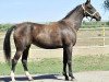 broodmare Rosinka (Akhal-Teke, 2001, from Orlan)