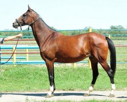 broodmare Romantika (Akhal-Teke, 2003, from Akvamarin)