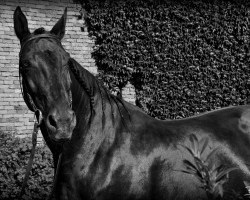 broodmare Zora (Hessian Warmblood, 1996, from Zamiro)