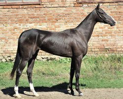 broodmare Redjeli (Akhal-Teke, 2008, from Piastr)