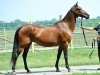 broodmare Rapsodia (Akhal-Teke, 2001, from Pion)