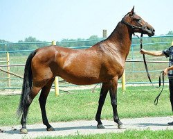 broodmare Rapsodia (Akhal-Teke, 2001, from Pion)