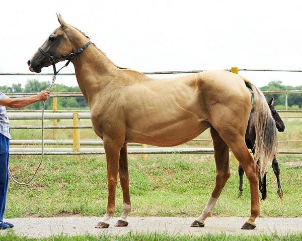 broodmare Prokazniza (Akhal-Teke, 2004, from Piastr)