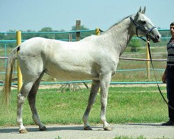 broodmare Prohlada (Akhal-Teke, 1995, from Djeikhun)