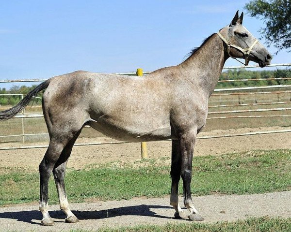 broodmare Preria (Akhal-Teke, 2005, from Djeiran)