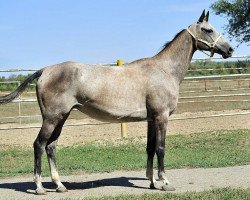 broodmare Preria (Akhal-Teke, 2005, from Djeiran)