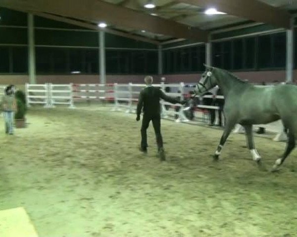 Freispringen Heiden (Stall Baune) 17.03.2012 Abteilung für 3jährige