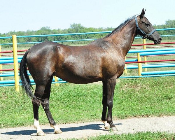 broodmare Polyn (Akhal-Teke, 1997, from Orlan)