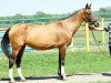 broodmare Pinega (Akhal-Teke, 1993, from Gajdamak)