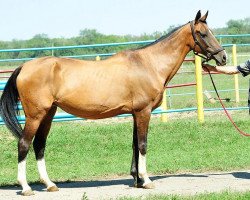 broodmare Pinega (Akhal-Teke, 1993, from Gajdamak)