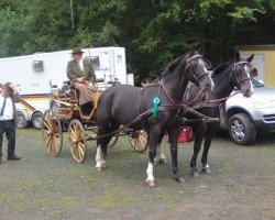 Zuchtstute Alexis (Schweres Warmblut, 2002, von Ladyfalk)