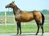 broodmare Pikirli (Akhal-Teke, 1998, from Polot)