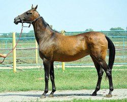 broodmare Pikirli (Akhal-Teke, 1998, from Polot)