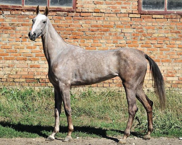 horse Persianka (Akhal-Teke, 2007, from Yazaidym)