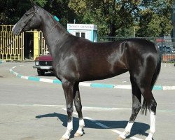 broodmare Pendjire (Akhal-Teke, 2003, from Karar)