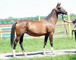 broodmare Partlama (Akhal-Teke, 2000, from Khalif)