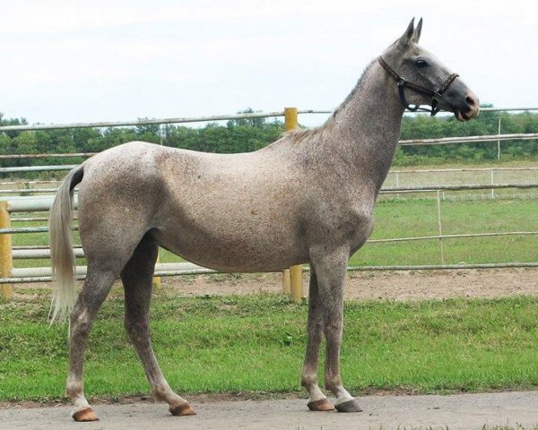 broodmare Pampa (Akhal-Teke, 1989, from Glazok 11)