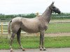 broodmare Pampa (Akhal-Teke, 1989, from Glazok 11)