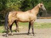 broodmare Paltagul (Akhal-Teke, 1995, from Gaigysyz)