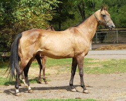 broodmare Paltagul (Akhal-Teke, 1995, from Gaigysyz)