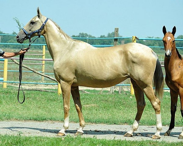 broodmare Oinavach (Akhal-Teke, 2003, from Galkan)