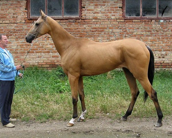 Pferd Ogranka (Achal Tekkiner, 2009, von Khanbegler)