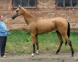 horse Ogranka (Akhal-Teke, 2009, from Khanbegler)