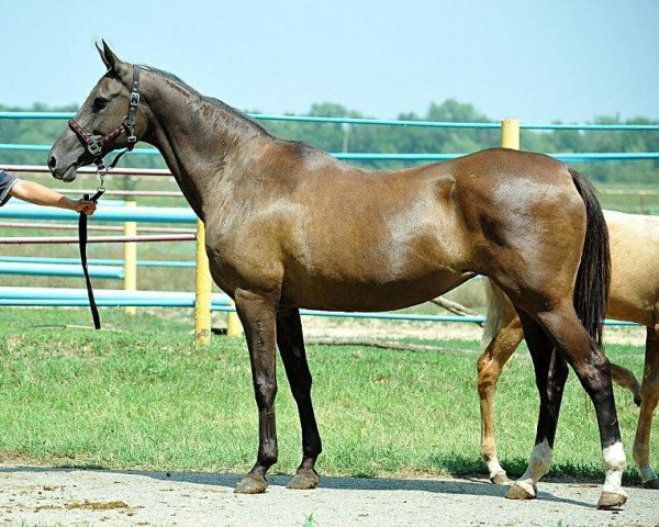 broodmare Ogledje (Akhal-Teke, 1995, from Djeikhun)