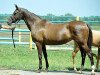 broodmare Ogledje (Akhal-Teke, 1995, from Djeikhun)