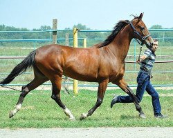 broodmare Merver (Akhal-Teke, 2003, from Karar)